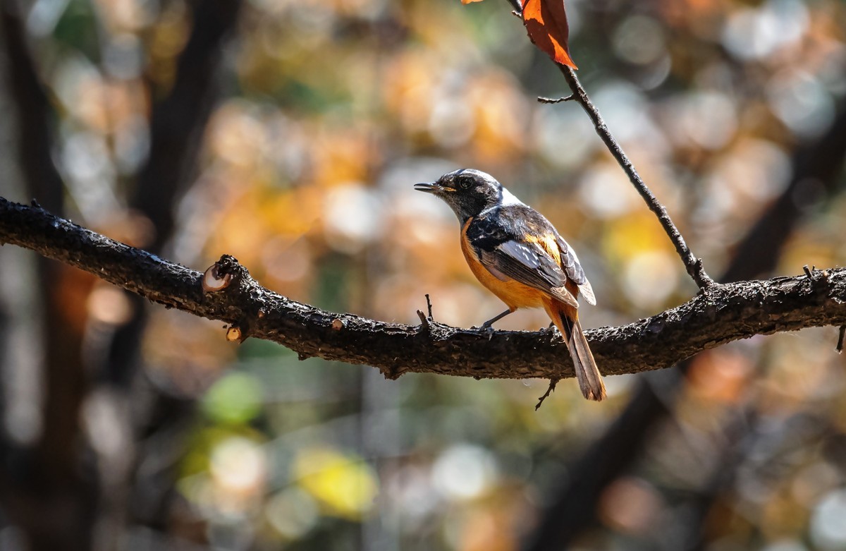 北红尾鸲（四十一）