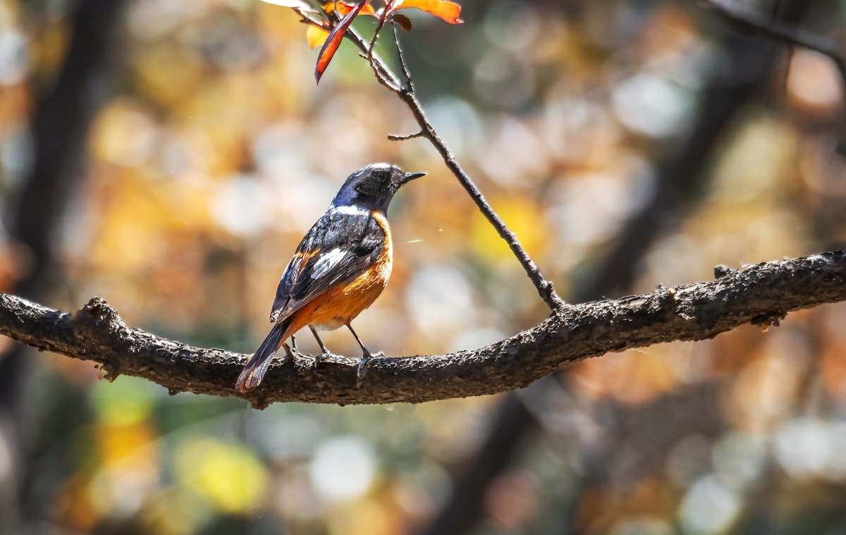 北红尾鸲（四十一）