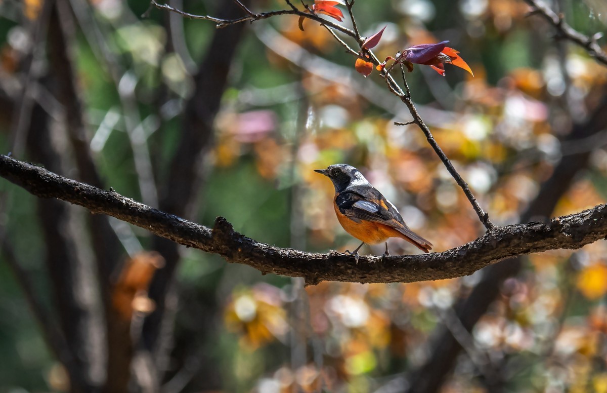 北红尾鸲（四十一）
