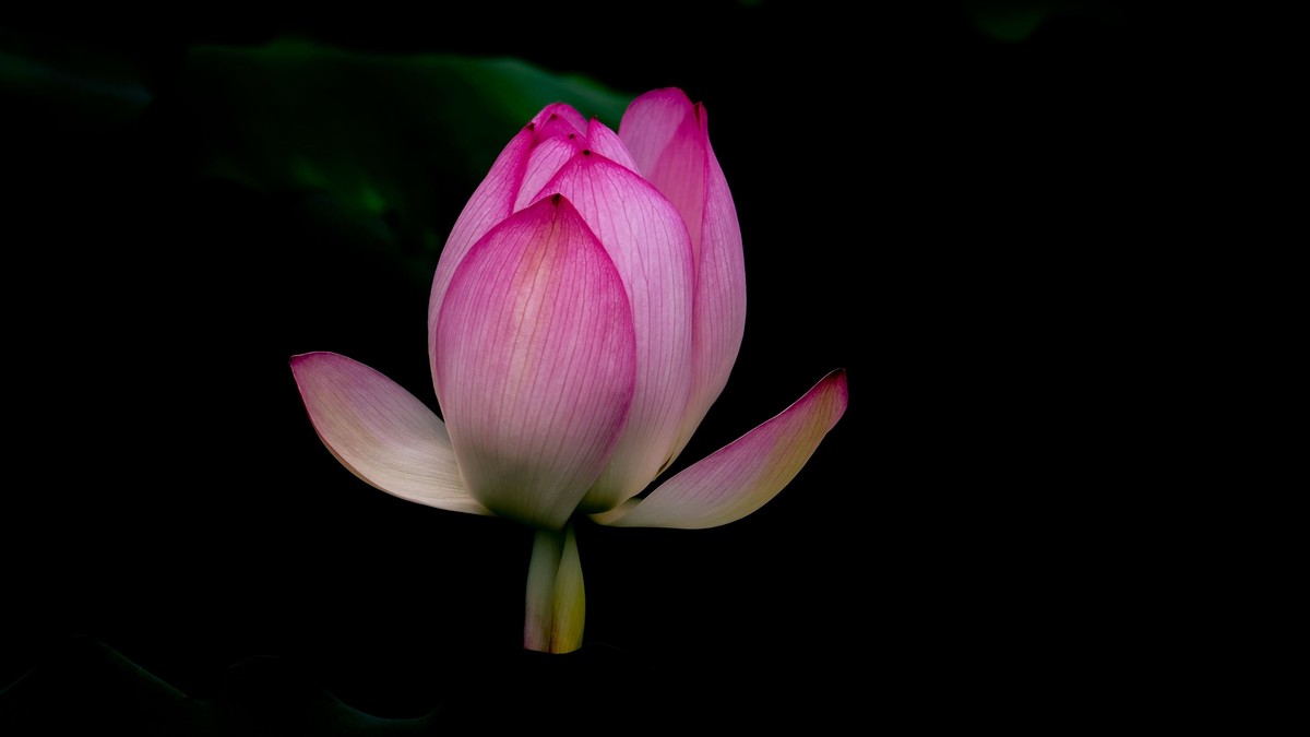 荷花随拍（二）