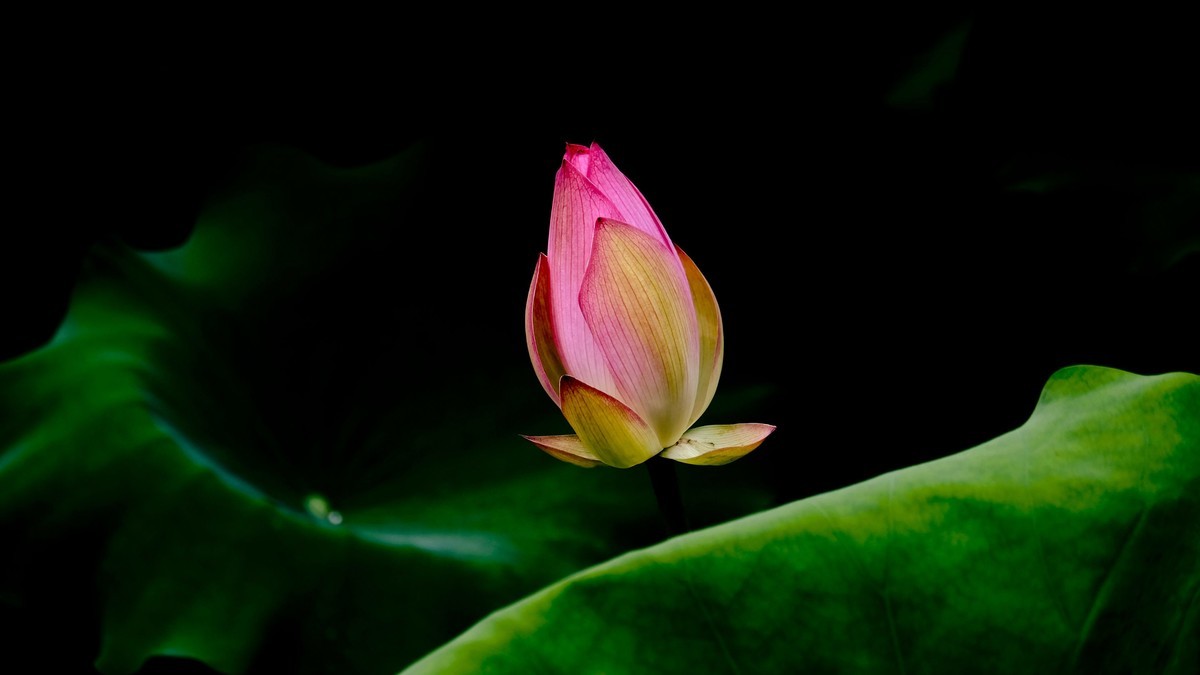 荷花随拍（二）