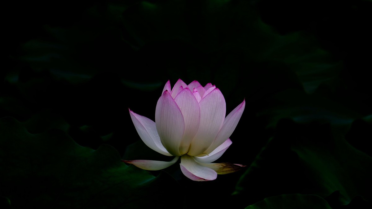 荷花随拍（二）