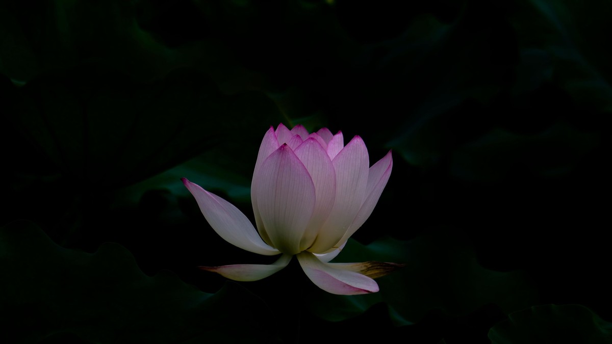 荷花随拍（二）