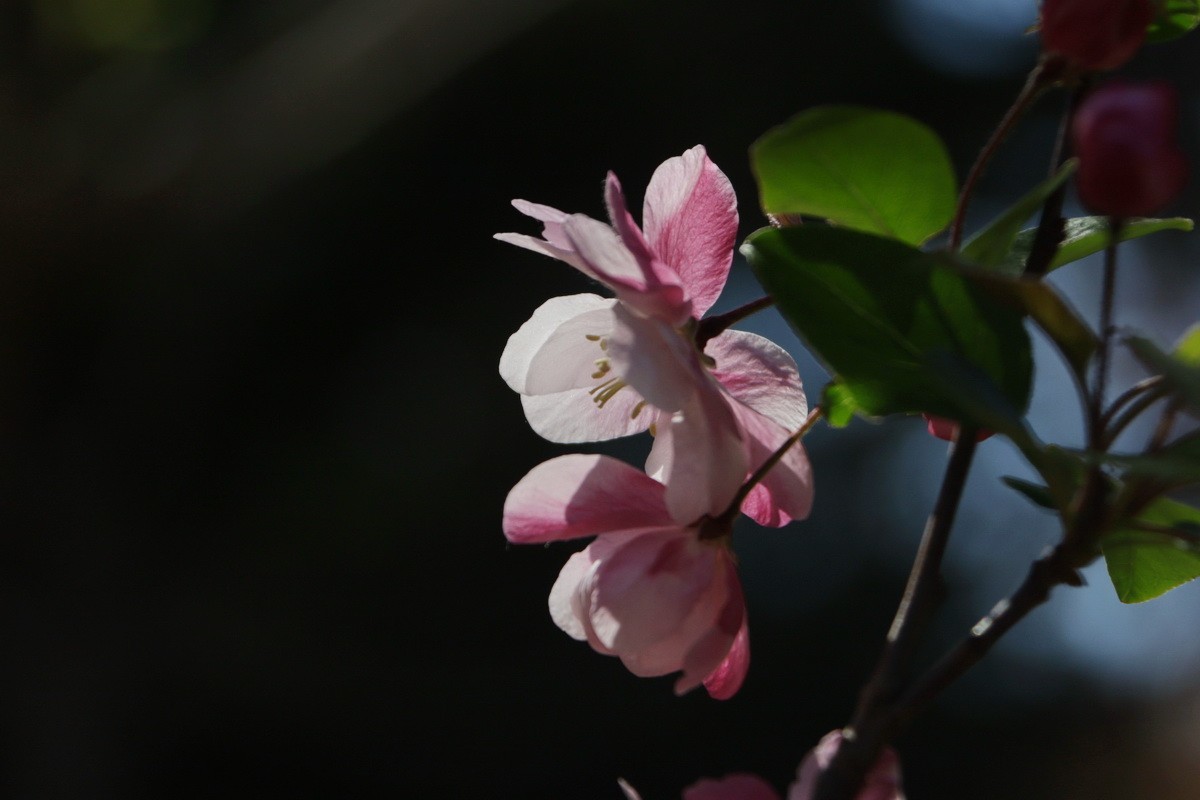 关东百花园（374）——海棠花（2025）