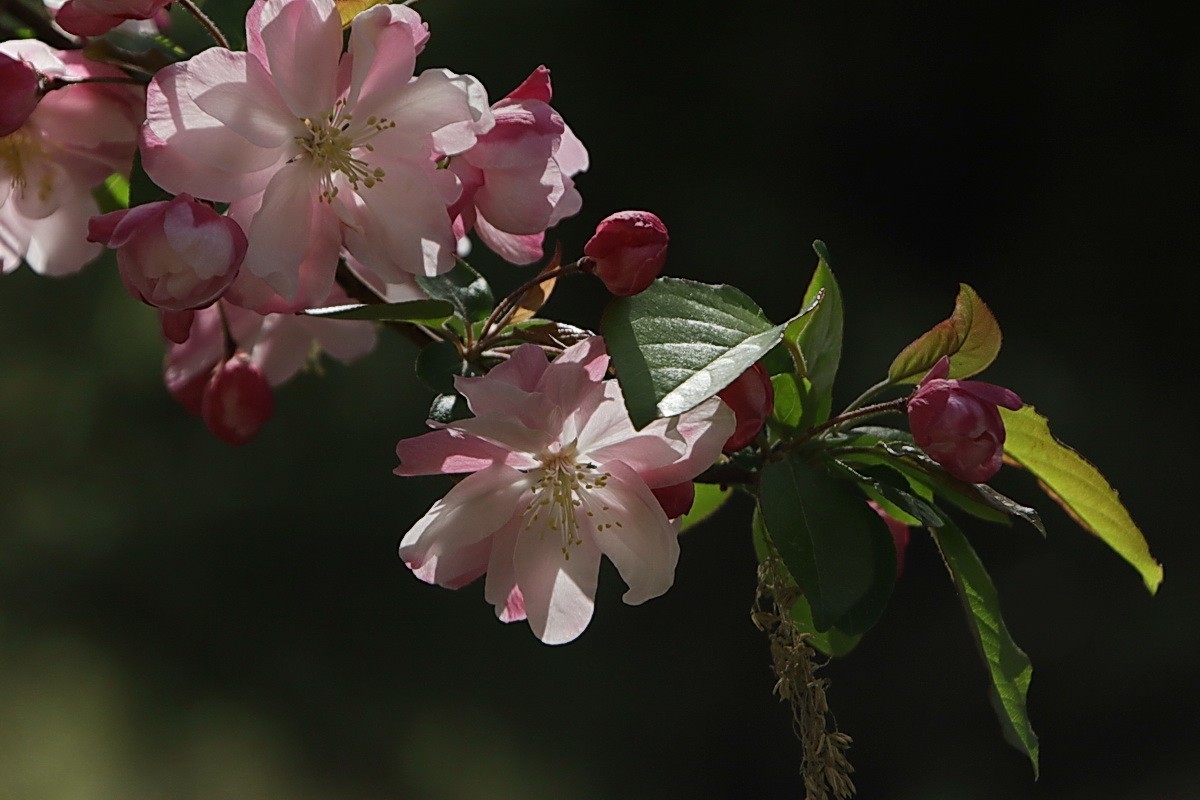 关东百花园（374）——海棠花（2025）