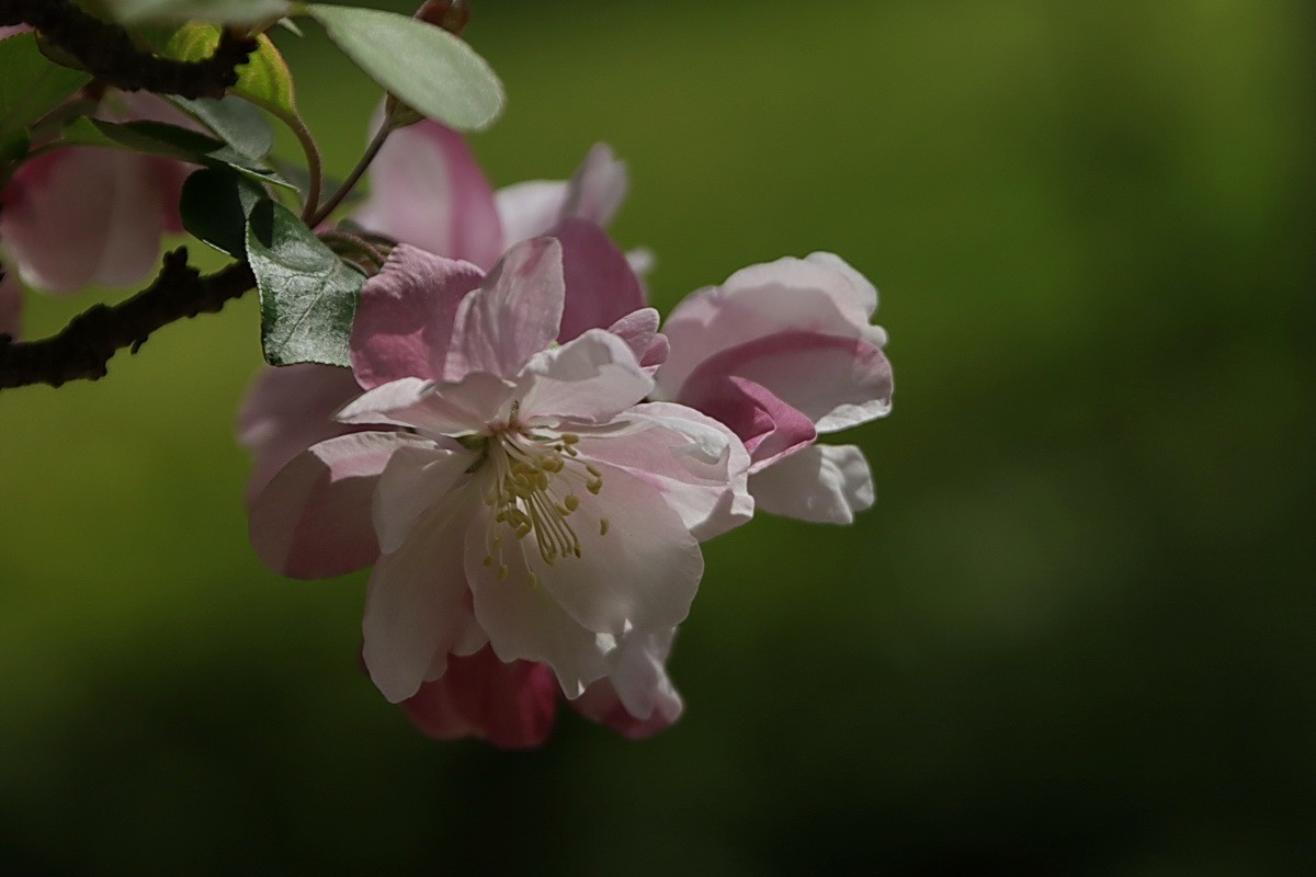 关东百花园（374）——海棠花（2025）