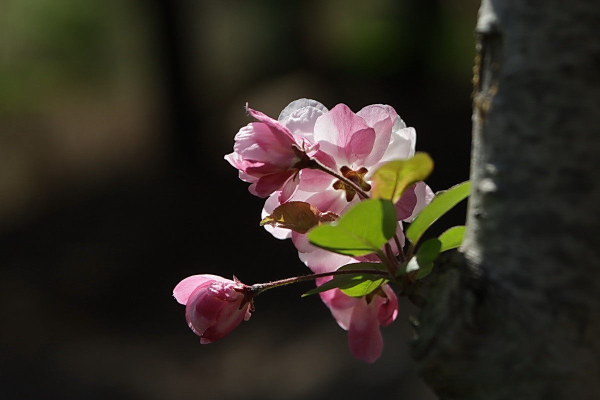 关东百花园（374）——海棠花（2025）