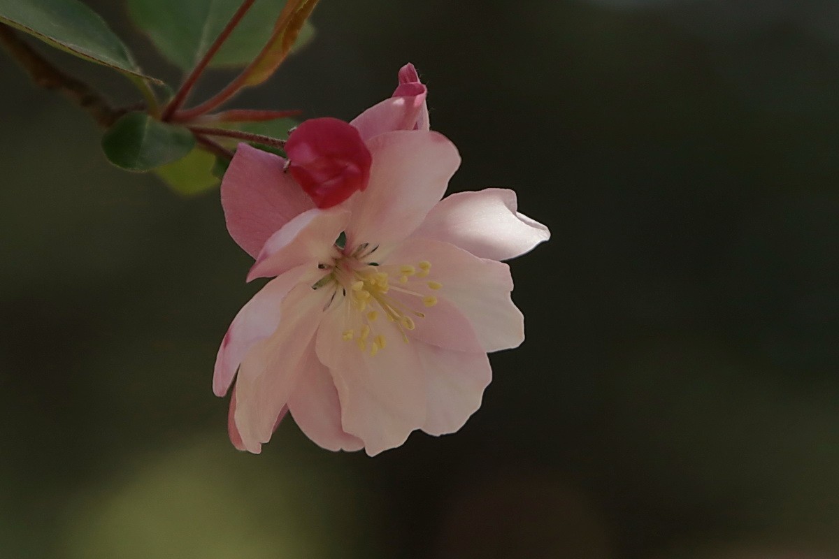 关东百花园（374）——海棠花（2025）