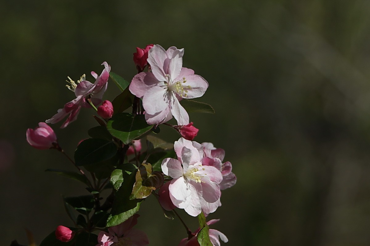 关东百花园（374）——海棠花（2025）