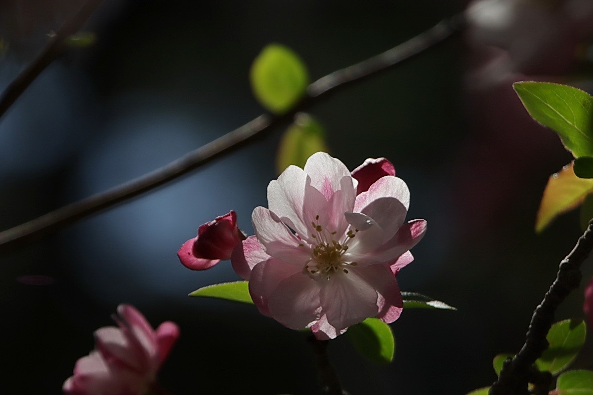 关东百花园（374）——海棠花（2025）