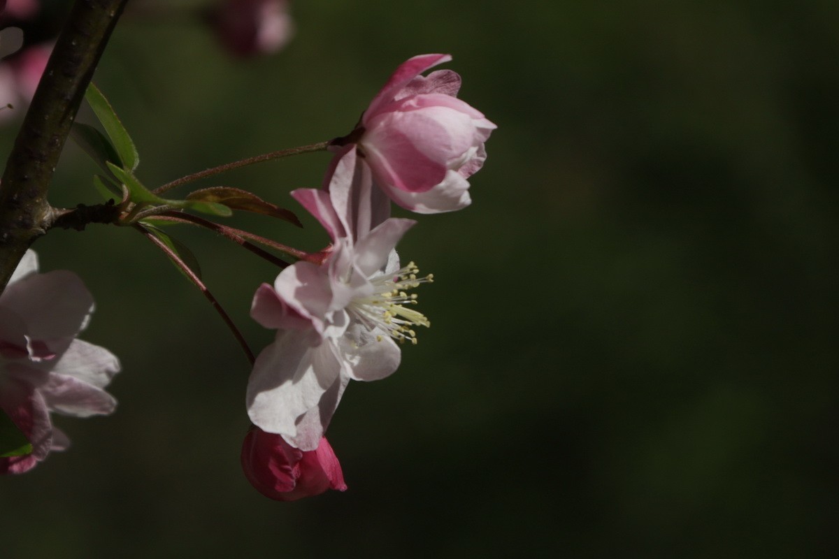 关东百花园（374）——海棠花（2025）