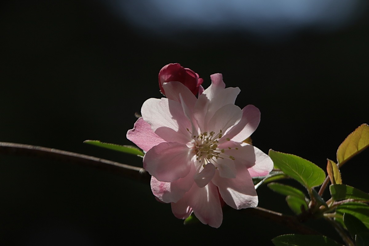 关东百花园（374）——海棠花（2025）