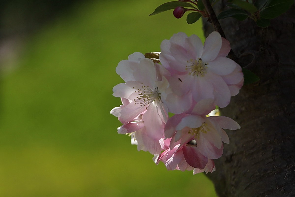 关东百花园（374）——海棠花（2025）