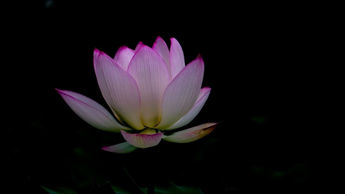 荷花随拍（二）