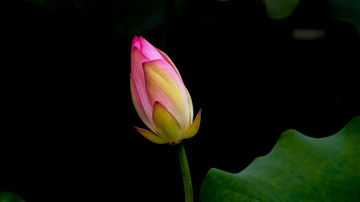 荷花随拍（二）