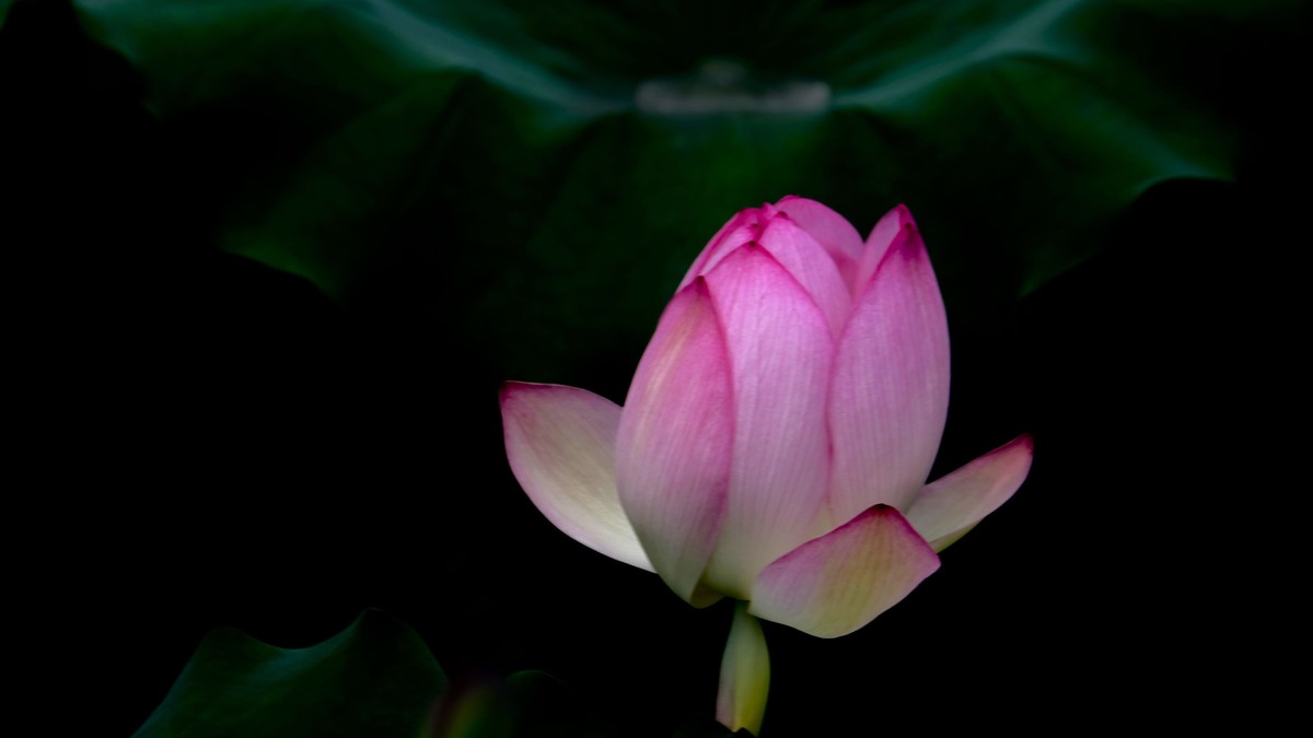 荷花随拍（二）