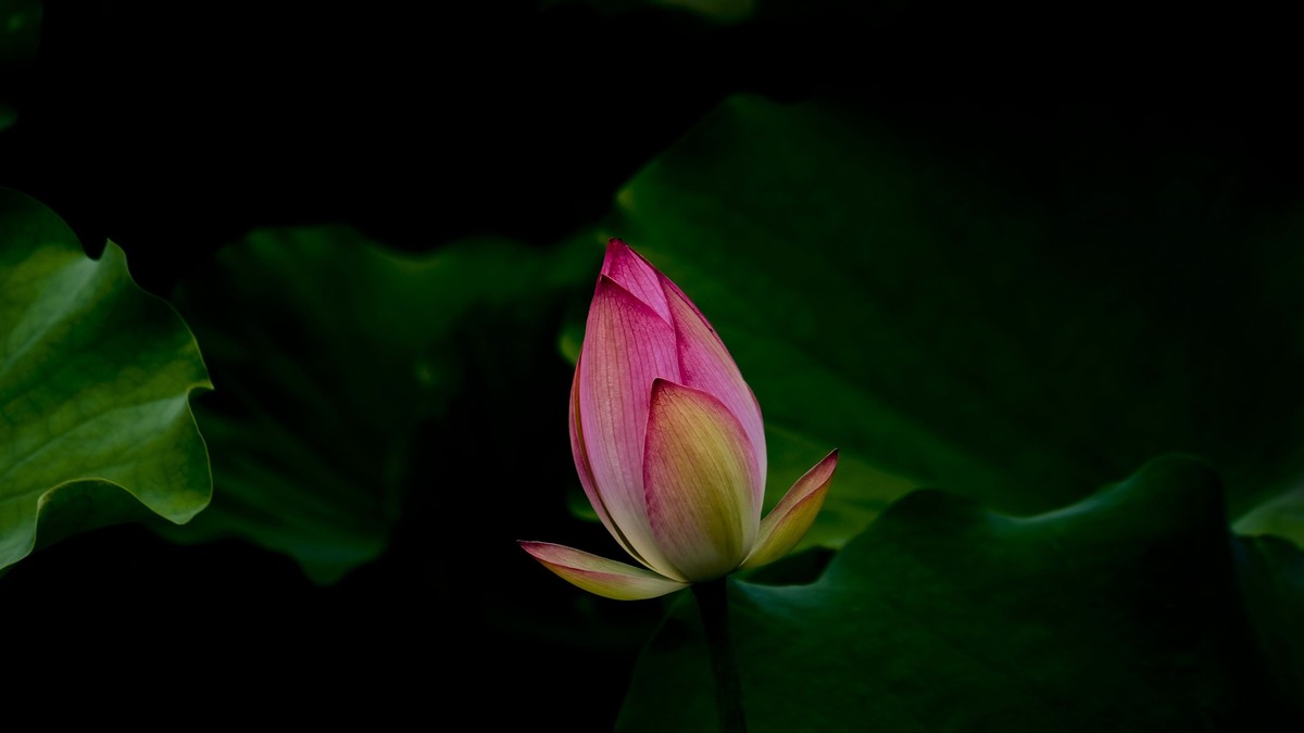 荷花随拍（二）