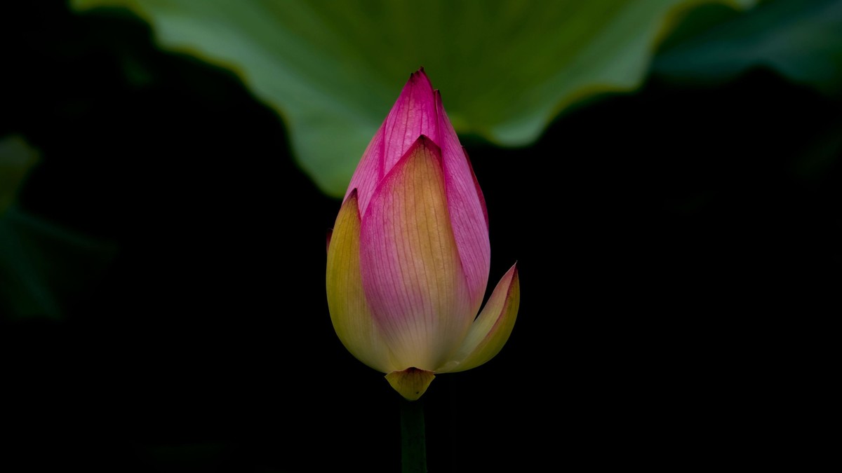 荷花随拍（二）