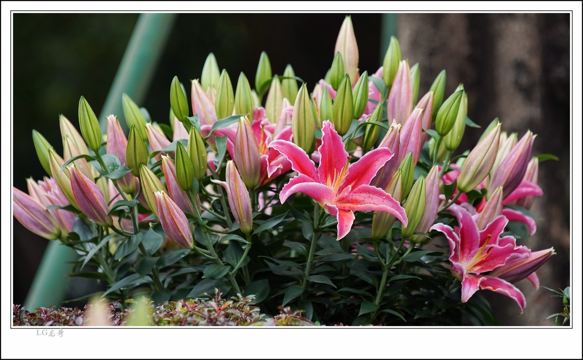 大吉大利 百年好合 春节快乐