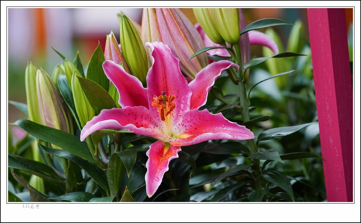 大吉大利 百年好合 春节快乐