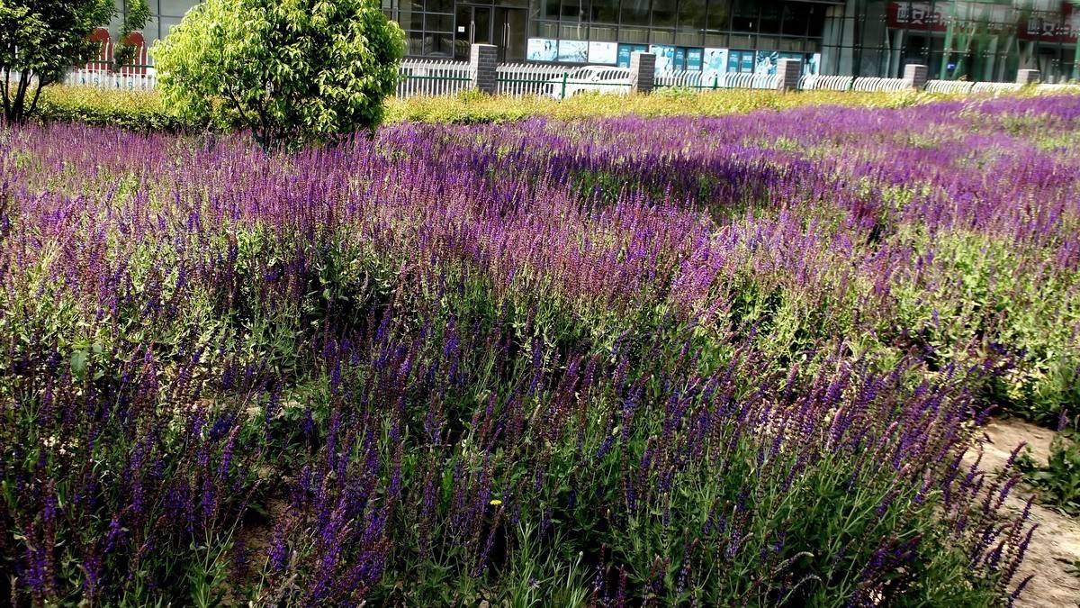 西安新寺公园拍花