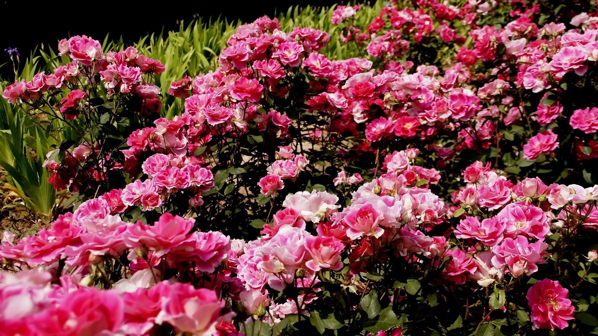 西安新寺公园拍花