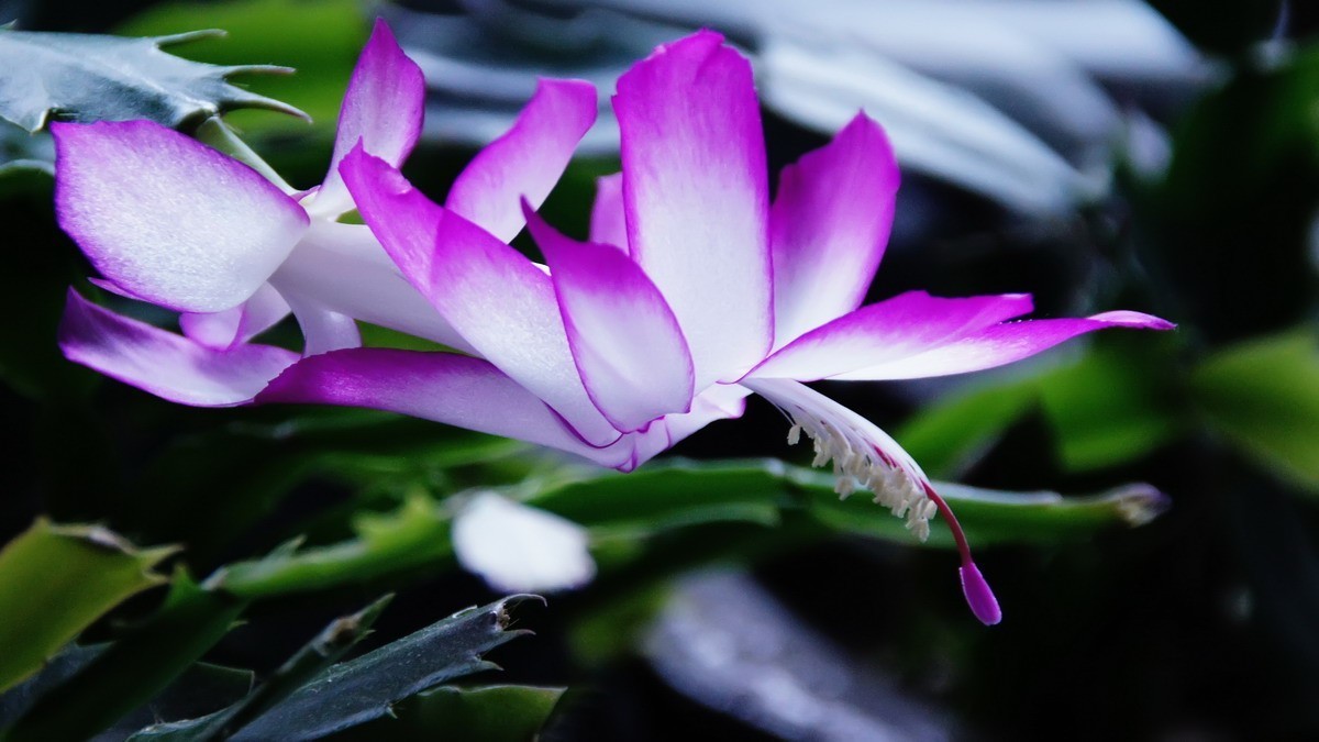 西安新寺公园拍花