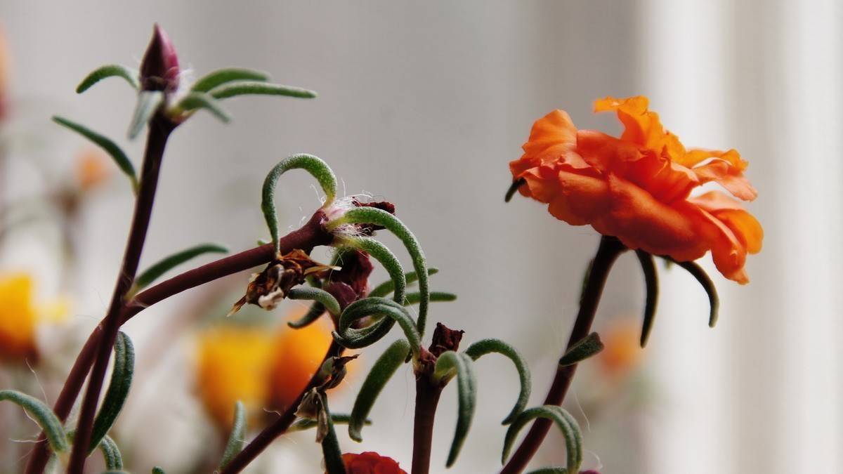 西安新寺公园拍花