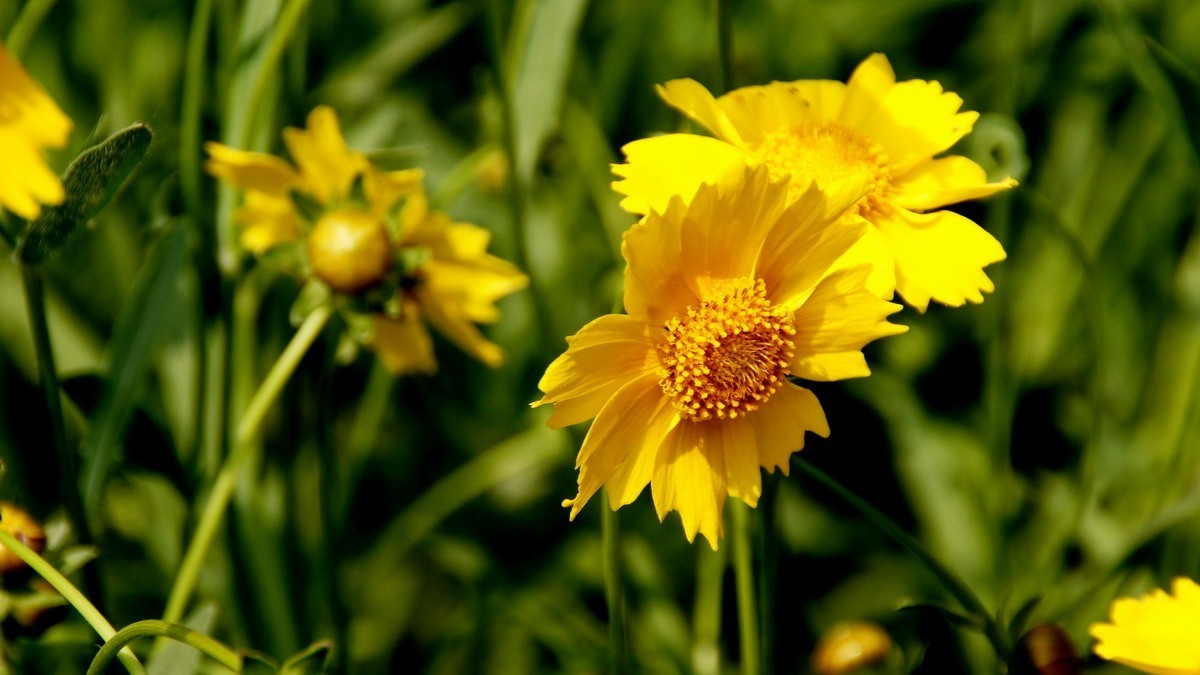 西安新寺公园拍花