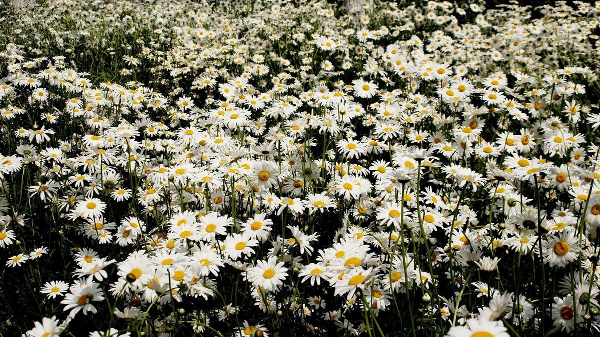 西安新寺公园拍花