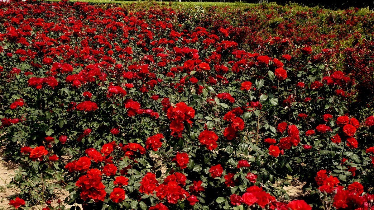 西安新寺公园拍花