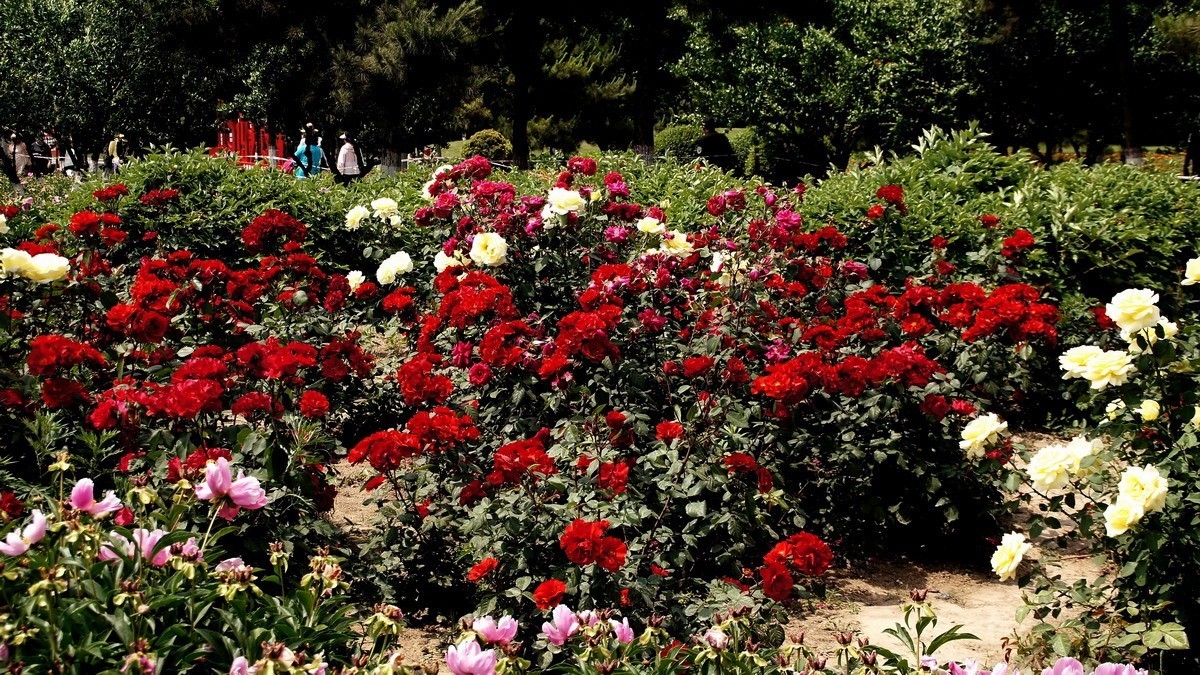 西安新寺公园拍花