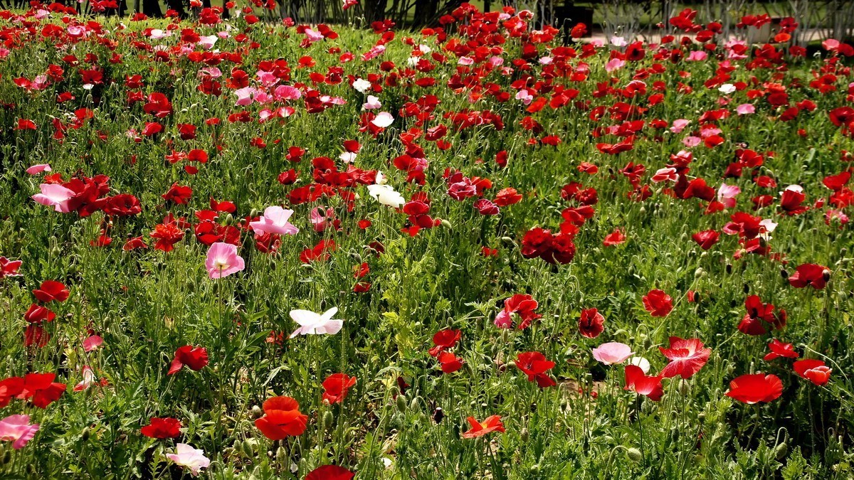 西安新寺公园拍花