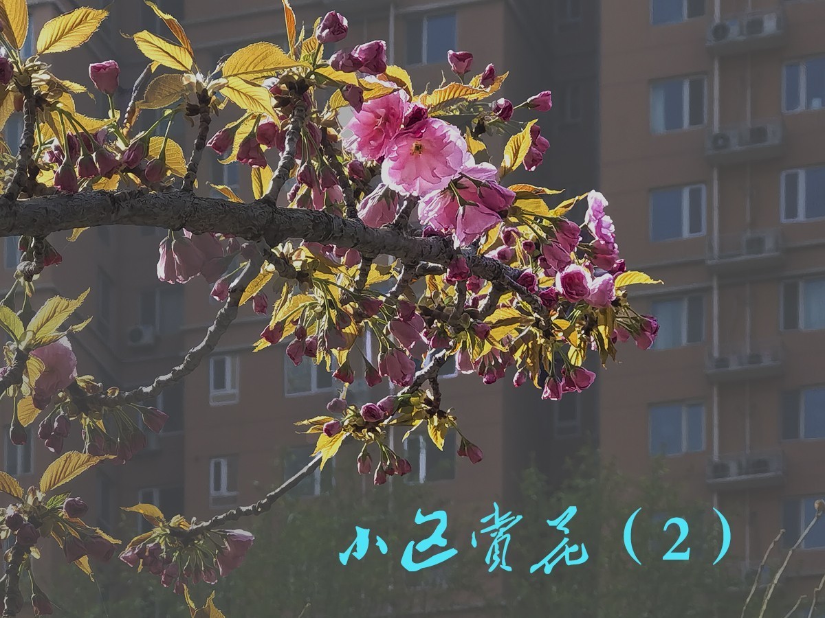 百花园（87）-----樱花