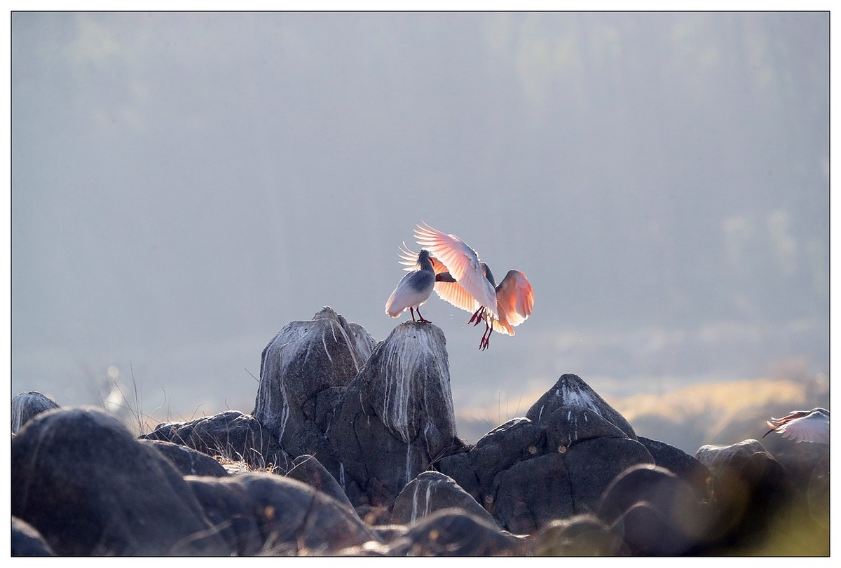 陕西洋县的《汉江鹮影二十九》