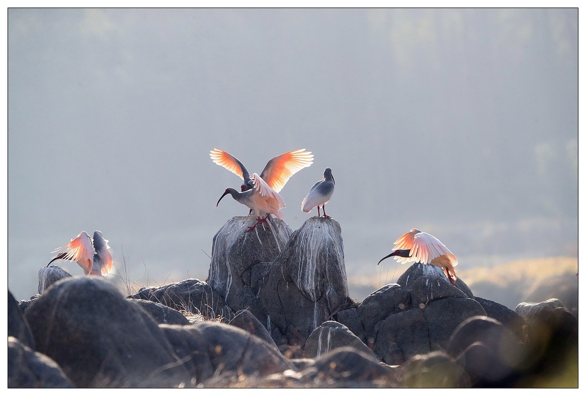 陕西洋县的《汉江鹮影二十九》