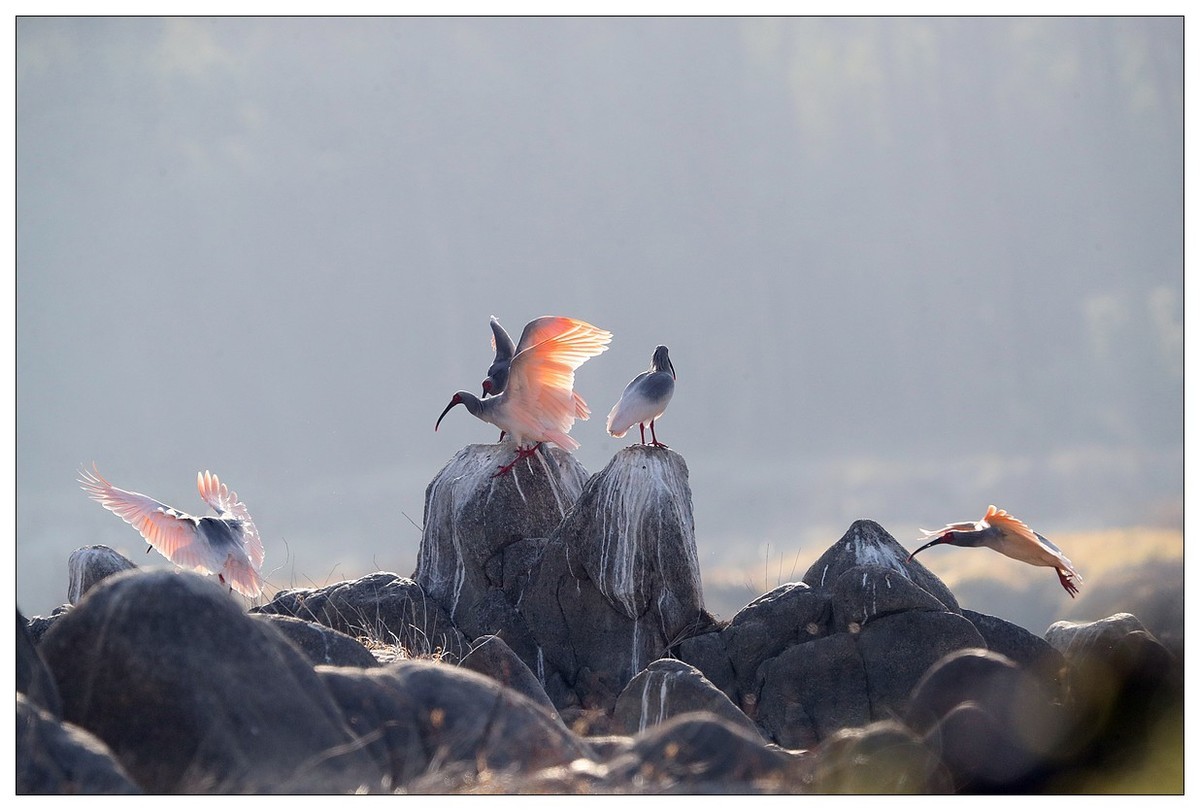 陕西洋县的《汉江鹮影二十九》