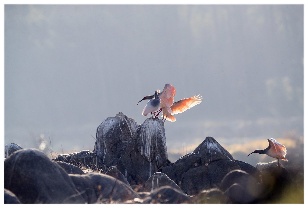 陕西洋县的《汉江鹮影二十九》