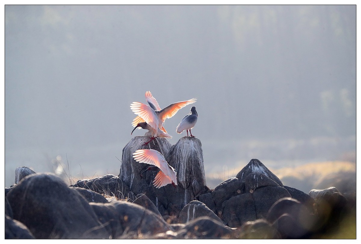 陕西洋县的《汉江鹮影二十九》