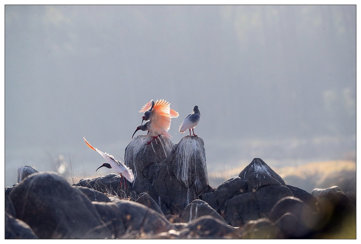陕西洋县的《汉江鹮影二十九》