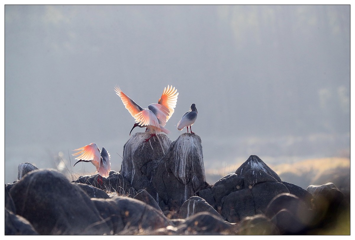 陕西洋县的《汉江鹮影二十九》