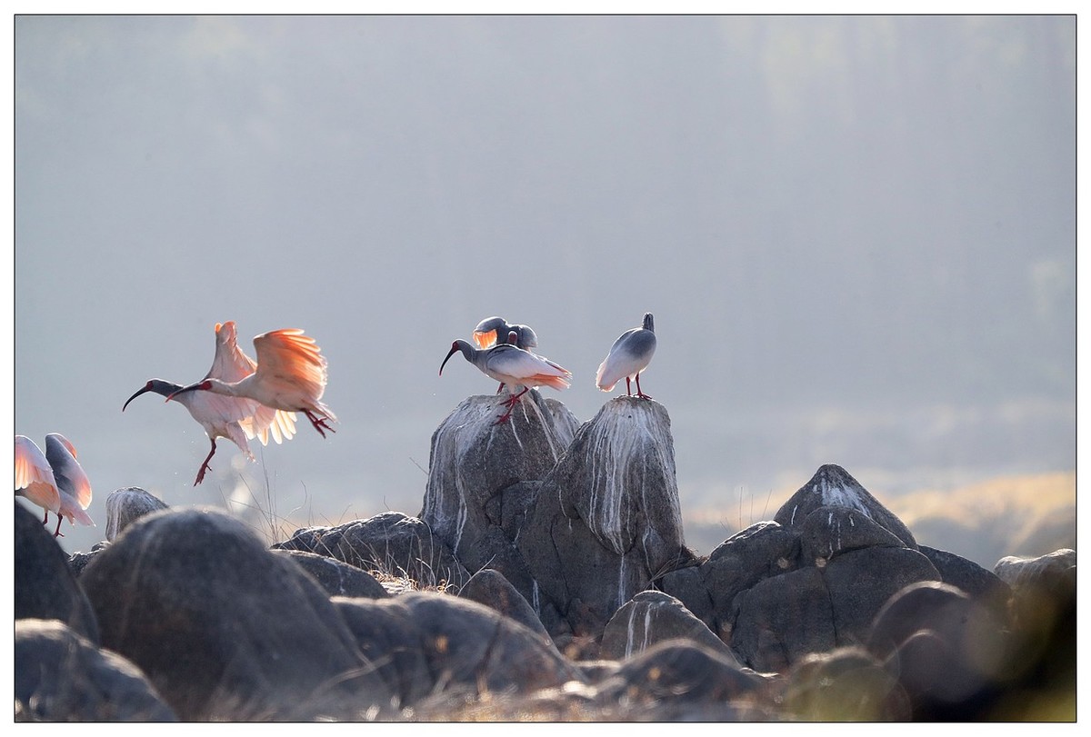 陕西洋县的《汉江鹮影二十九》