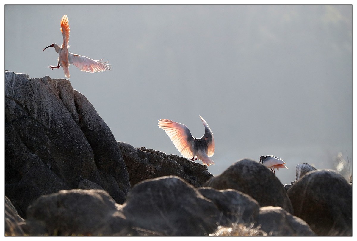 陕西洋县的《汉江鹮影二十九》