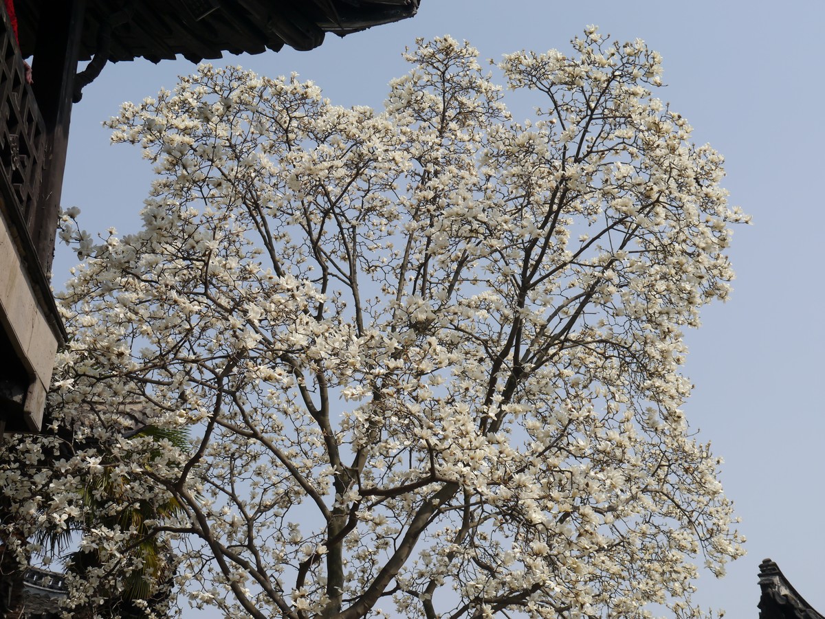 江南行之扬州篇--走进何园（1）