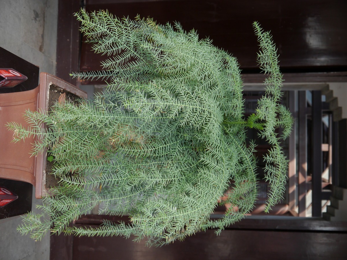 江南行之扬州篇--走进何园（1）