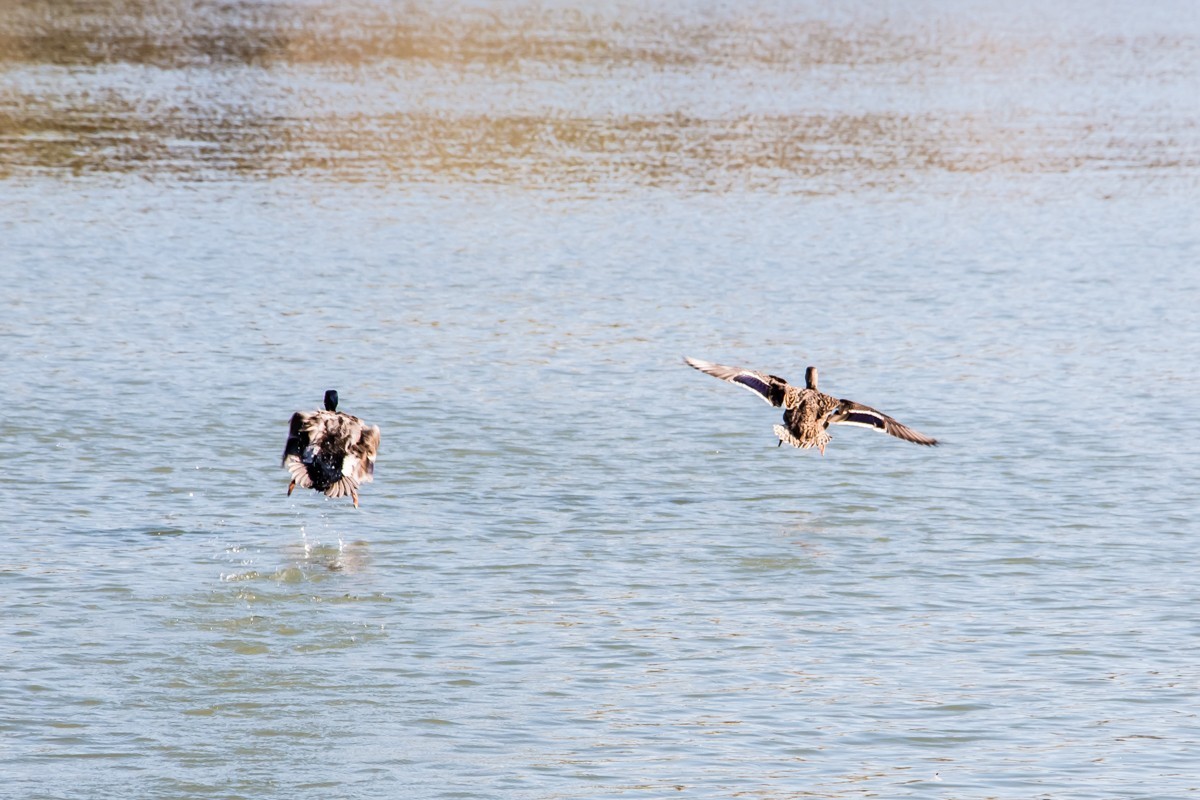 【镜头里】第1486号：北京紫竹院公园·水暖鸭知（四）