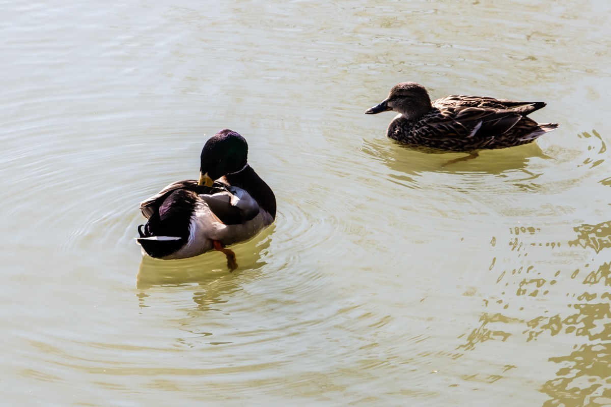 【镜头里】第1486号：北京紫竹院公园·水暖鸭知（四）