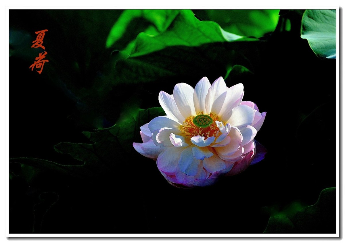 一组（夏日荷花）恭贺安泽好友荣任小五星空(中国)新版主