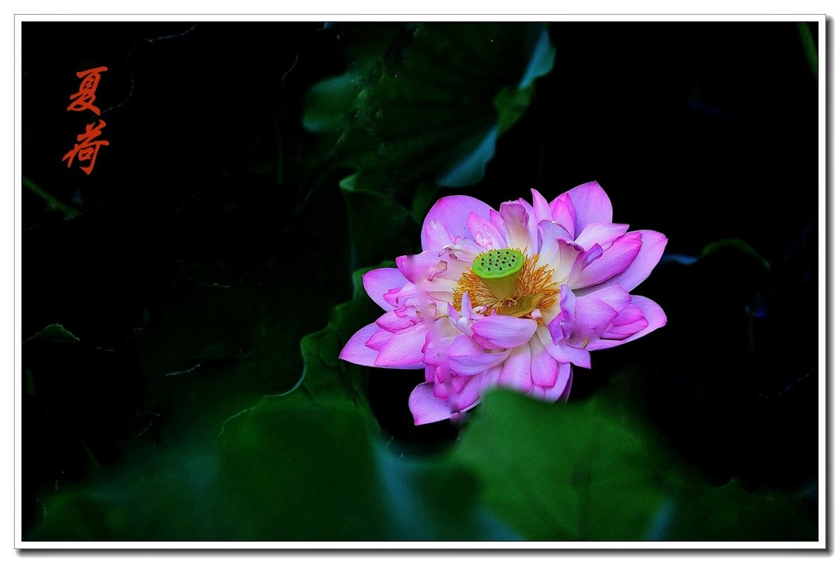 一组（夏日荷花）恭贺安泽好友荣任小五星空(中国)新版主