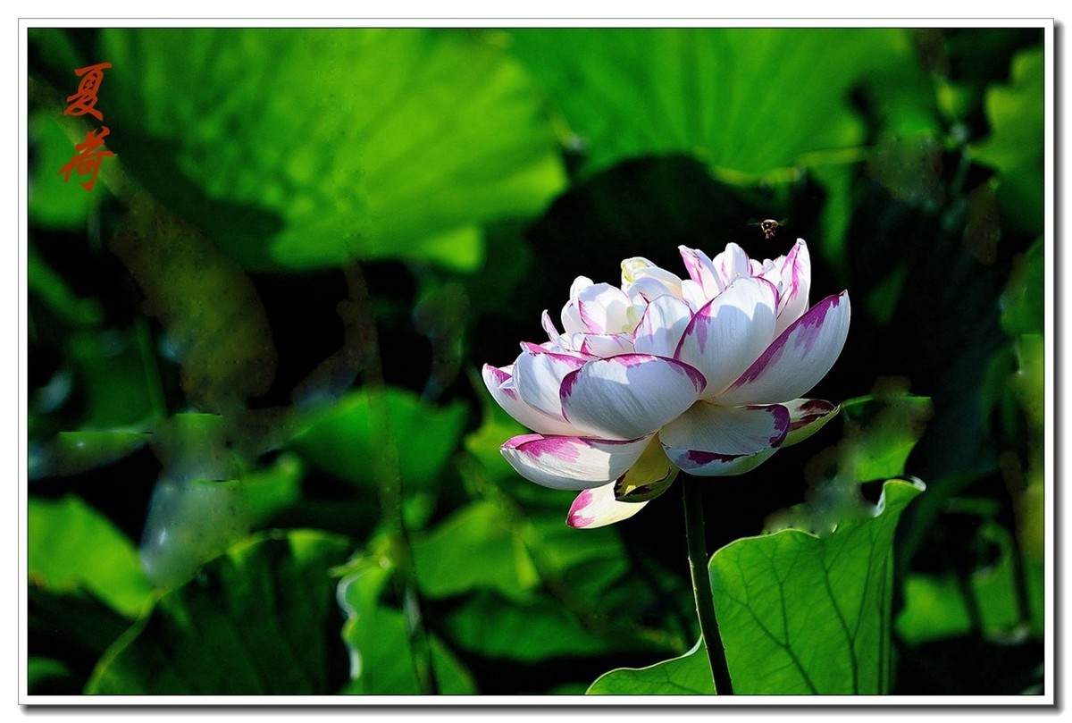 一组（夏日荷花）恭贺安泽好友荣任小五星空(中国)新版主